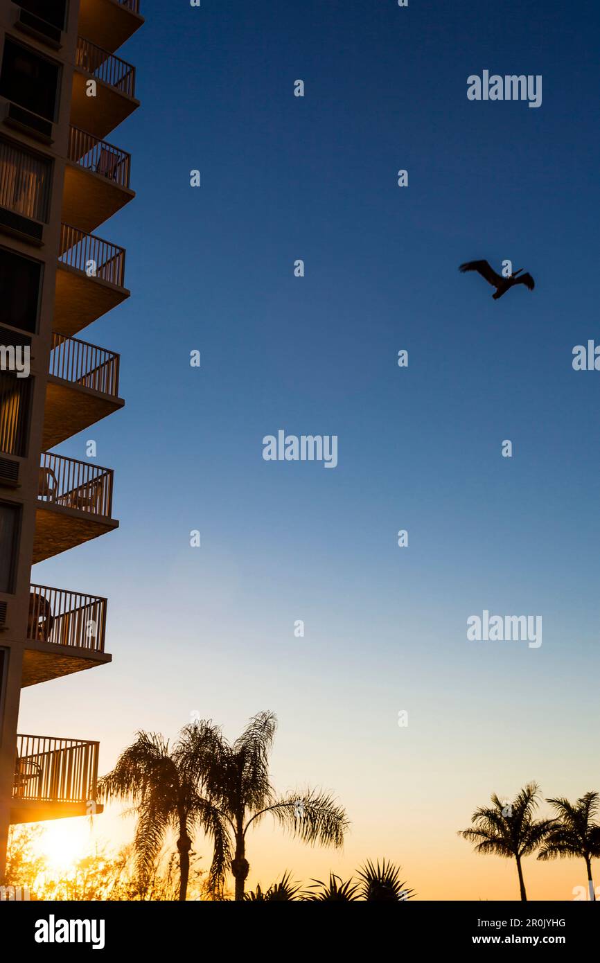 A pelican passes a typical residence tower building on the beach of the ...