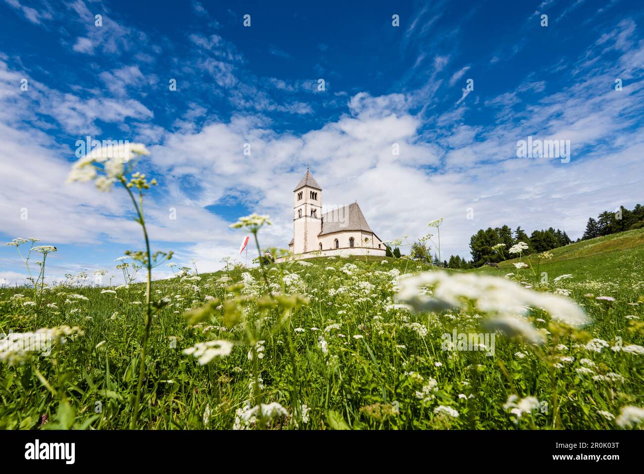 An Alp meadow with yarrow in front of the Saint Wolfgang church, Radein, South Tirol, Alto Adige, Italy Stock Photo