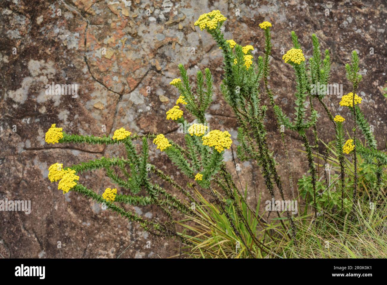 Yellow blossoms of Athanasia in front of rock face, Monks Cowl, Mdedelelo Wilderness Area, Drakensberg, uKhahlamba-Drakensberg Park, UNESCO World Heri Stock Photo