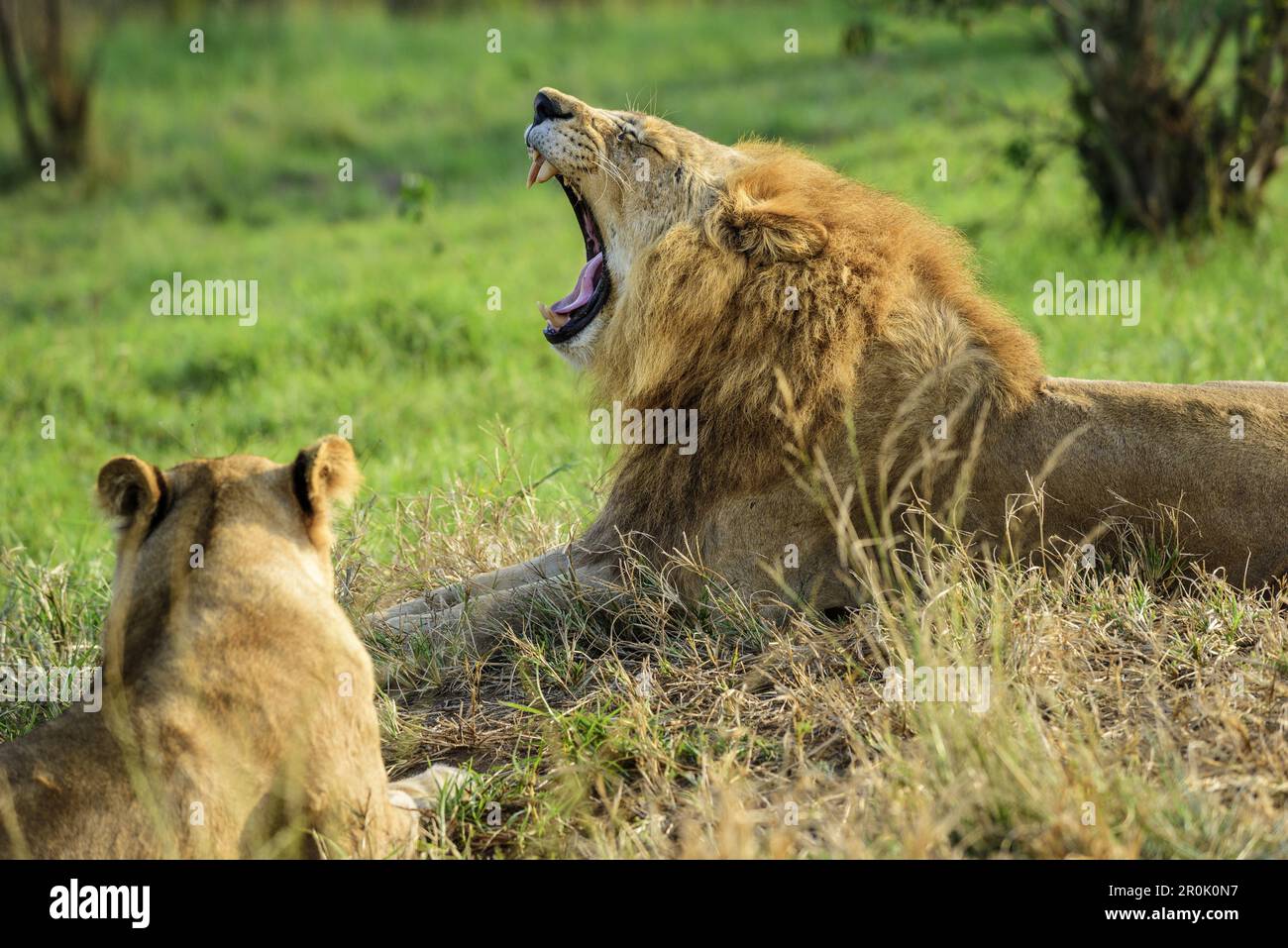 Lion yawning, lioness out of focus, Natal Lion Park, Pietermaritzburg ...
