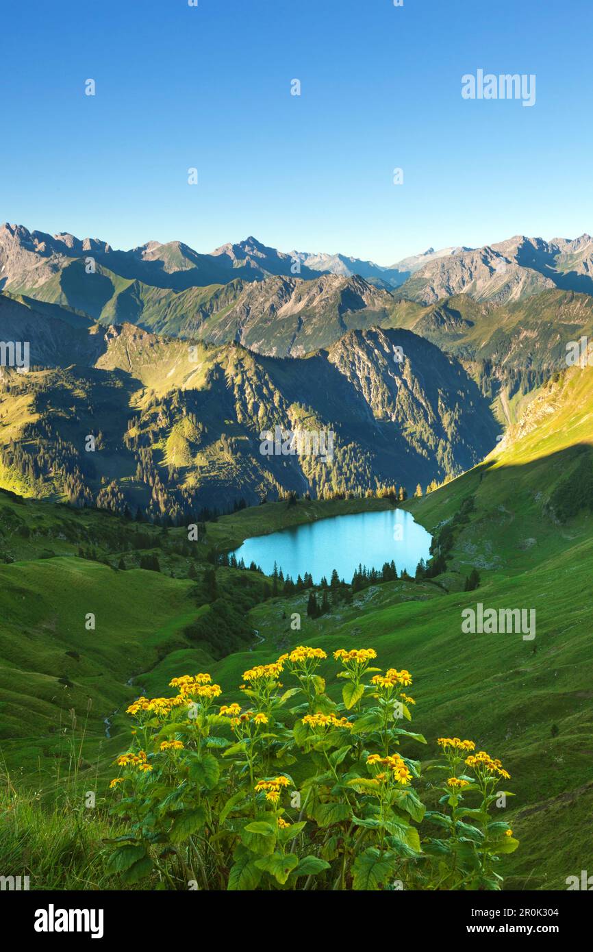 Alpine Ragwort Senecio alpinus, Lake Seealpsee, at Nebelhorn, near ...