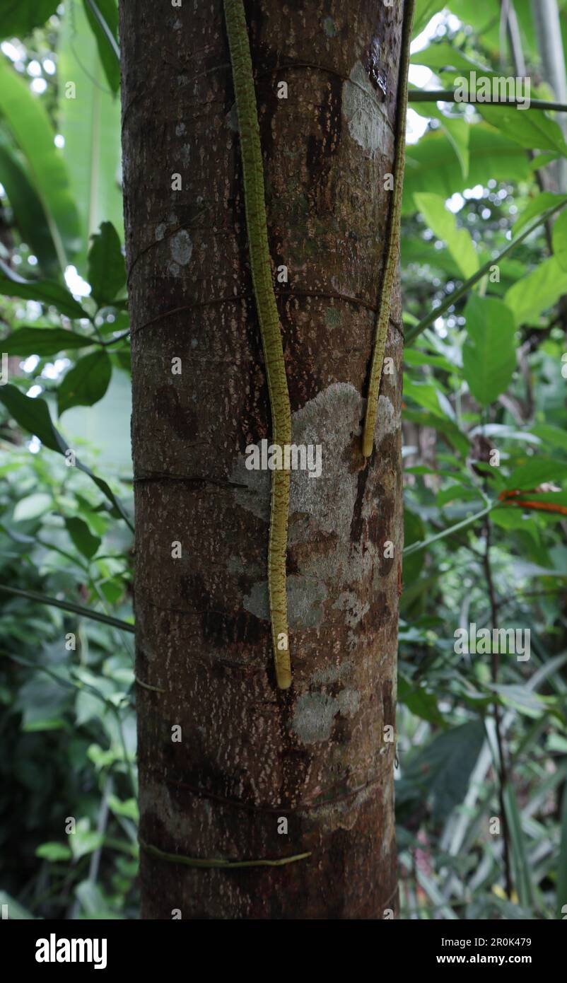 Ceylon Roots Syngonium roots hi-res stock photography and images - Alamy