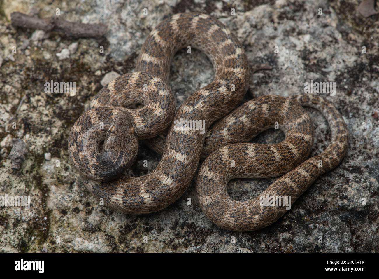 California night snake (Hypsiglena ochrorhynchus nuchalata) a small rear fanged colubrid found across parts of CA and the West. Stock Photo