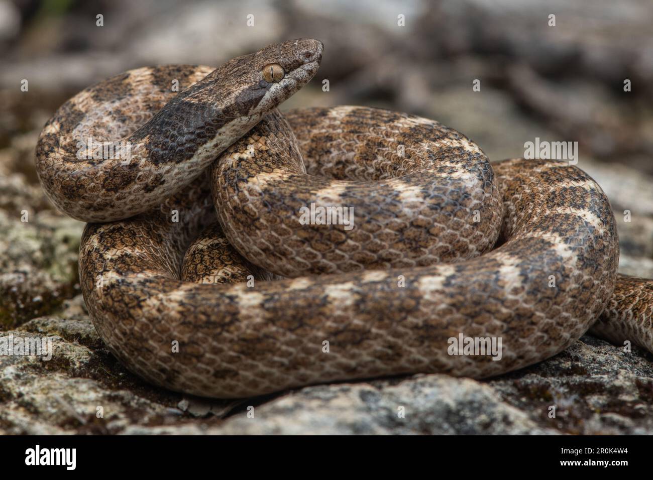 California night snake (Hypsiglena ochrorhynchus nuchalata) a small rear fanged colubrid found across parts of CA and the West. Stock Photo