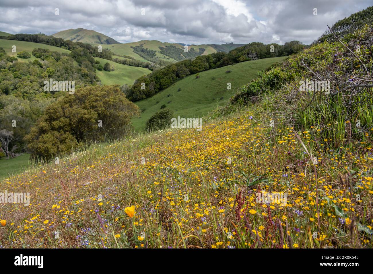 California goldfields (Lasthenia californica) & other wildflowers blooming during the spring super bloom in the CA hills. Stock Photo