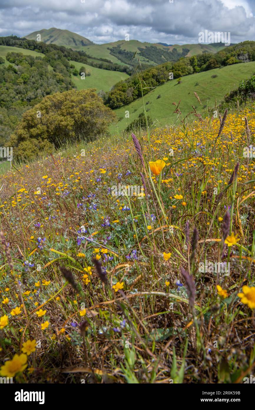 California goldfields (Lasthenia californica) & other mixed wildflowers blooming in the hills during a spring super bloom event. Stock Photo