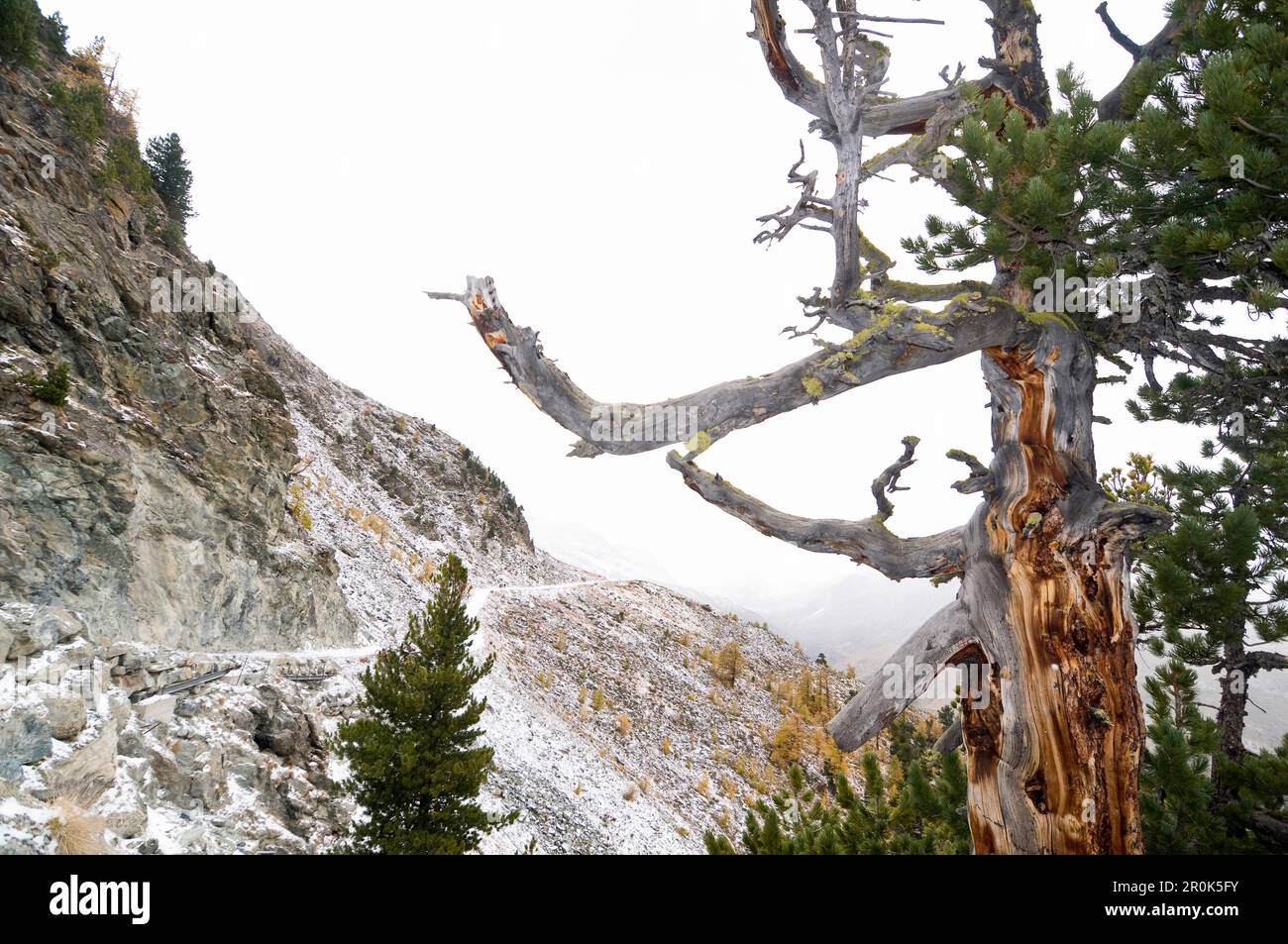 Swiss pine (Pinus cembra), Zermatt, Canton of Valais, Switzerland Stock Photo