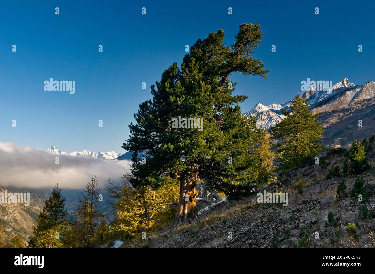 Swiss pine (Pinus cembra), Zermatt, Canton of Valais, Switzerland Stock Photo