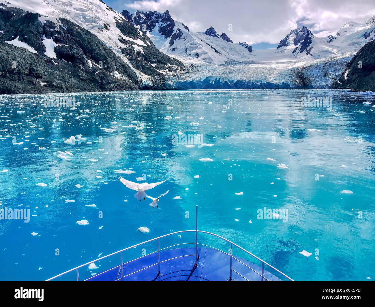 Sheathbill in its natural habitat hi-res stock photography and images ...