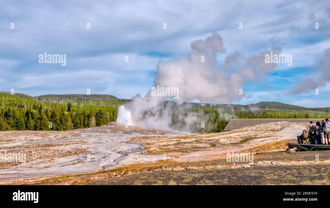 At Yellowstone National Park, Old Faithful beginning to erupt with water and steam rising, as tourists watch from a viewing platform on the side. Stock Photo