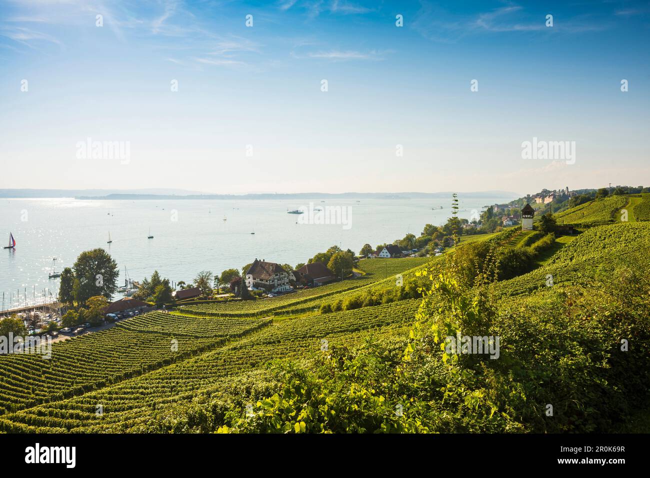 Historic Rebgut Haltnau vineyard on Lake Constance, with the town of Meersburg am Bodensee on the right, Lake Constance, Meersburg, Baden-Württemberg, Stock Photo