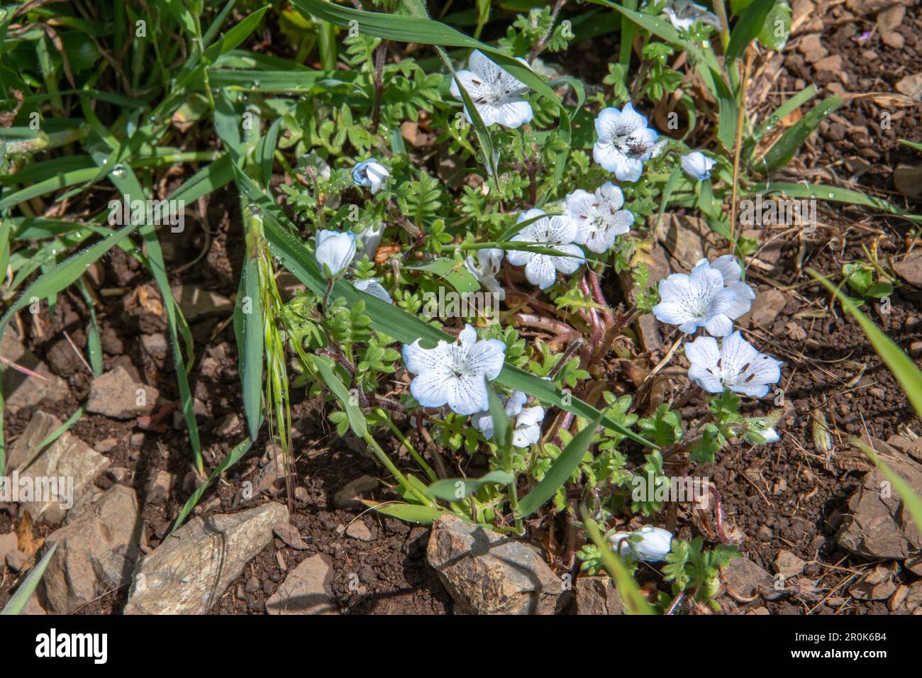 Baby Blue Eyes, Nemophila menziesii, wild flowers blooming in the California wilderness during the super bloom. Stock Photo