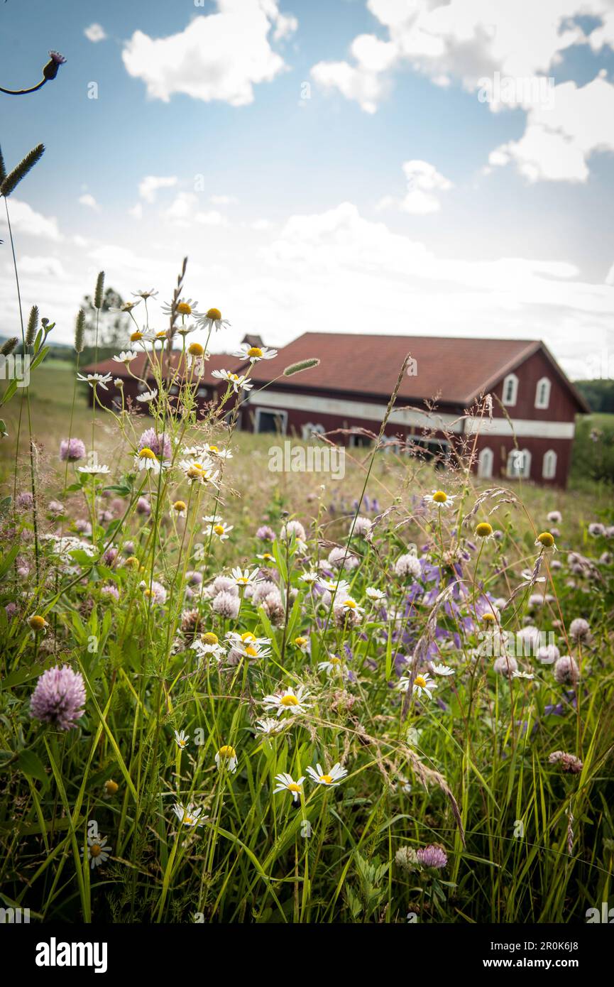 wild flowers inn the meadow in front of a barn, Marbacka, Sunne, Varmland, Sweden Stock Photo