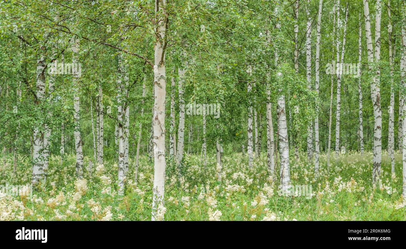 View into a green birch forest, Varmland, Sweden Stock Photo