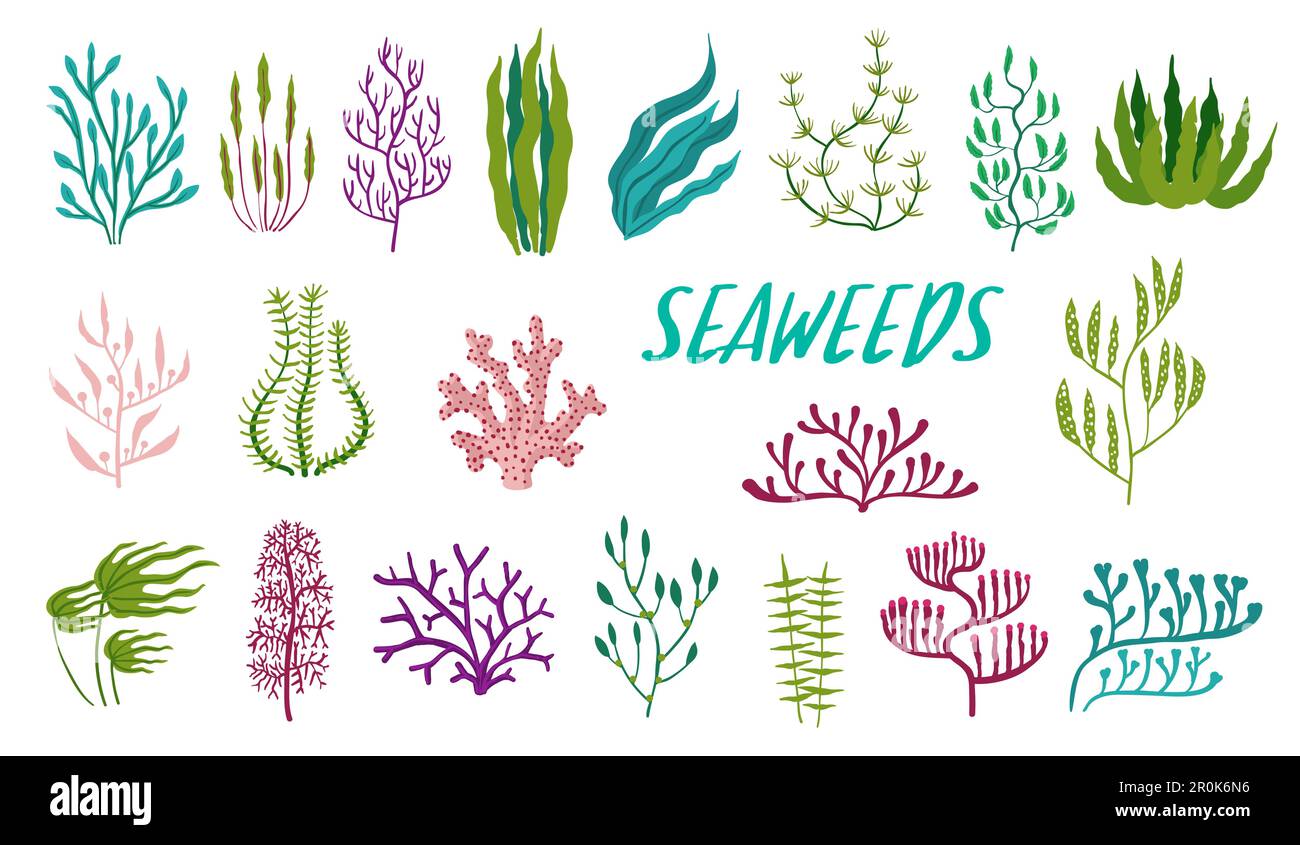 Underwater seaweed plants. Aquarium and sea algae. Laminaria, Codium and Nitella underwater plant, Kelp, Fucus and Phyllophora ocean or aquarium flora Stock Vector