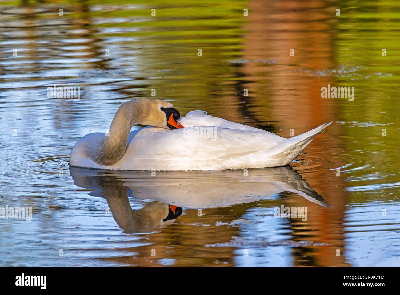 heimische Tierwelt Vögel in Deutschland Schwan Stock Photo