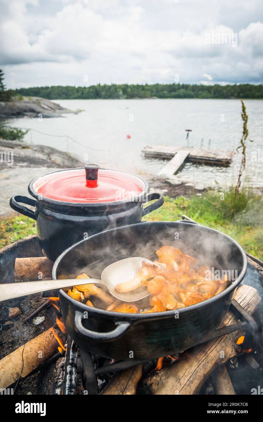 fresh collected chanterelles are roasted in a pan on a camp fire with bay and boat bridge behind, Anskarsklubb, Oregrund, Uppsala, Sweden Stock Photo