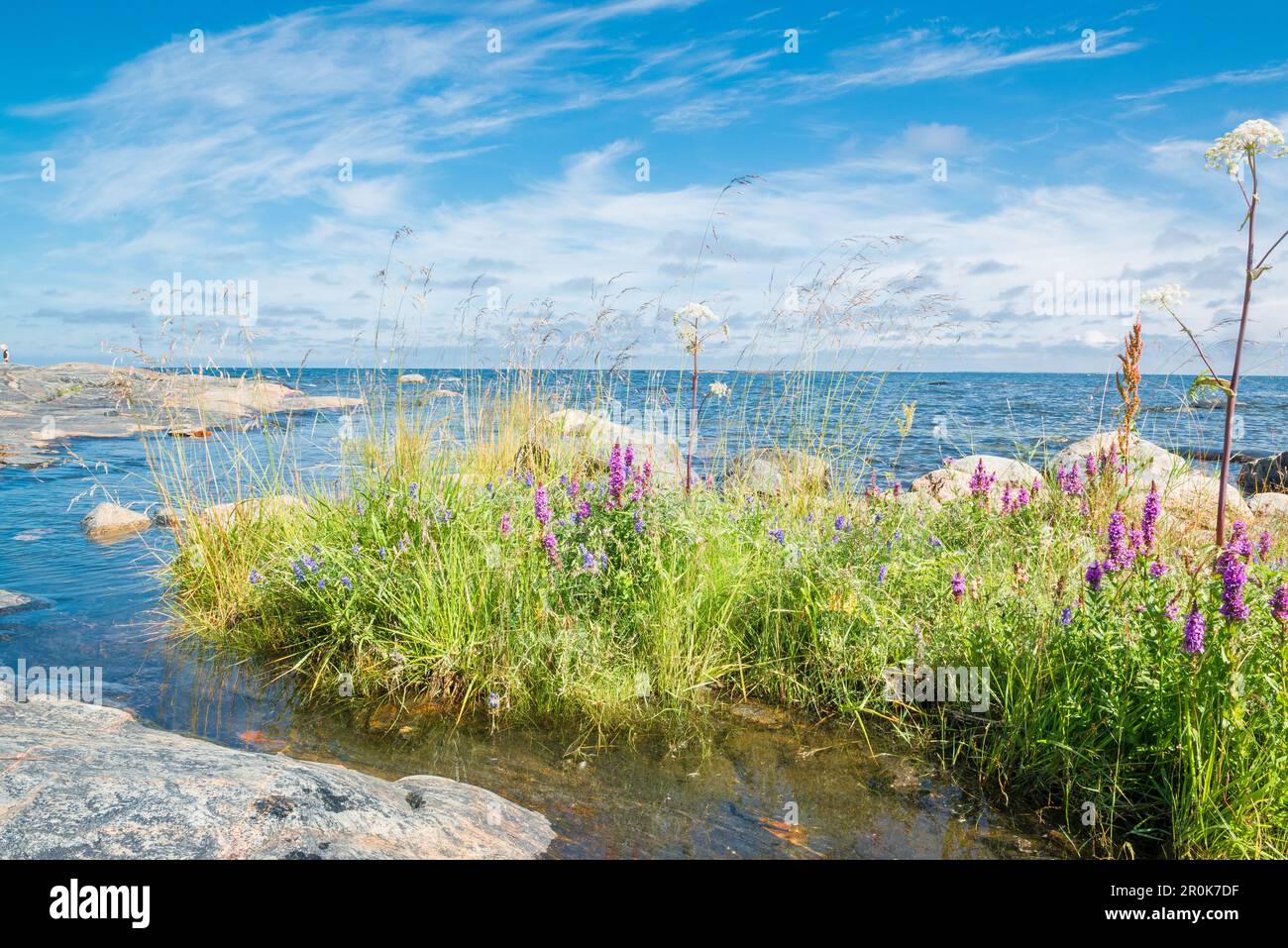 view from the waterfront over coloured wildflowers to the sea and summer sky, Oregrund, Bothnian sea, Uppsala, Sweden Stock Photo