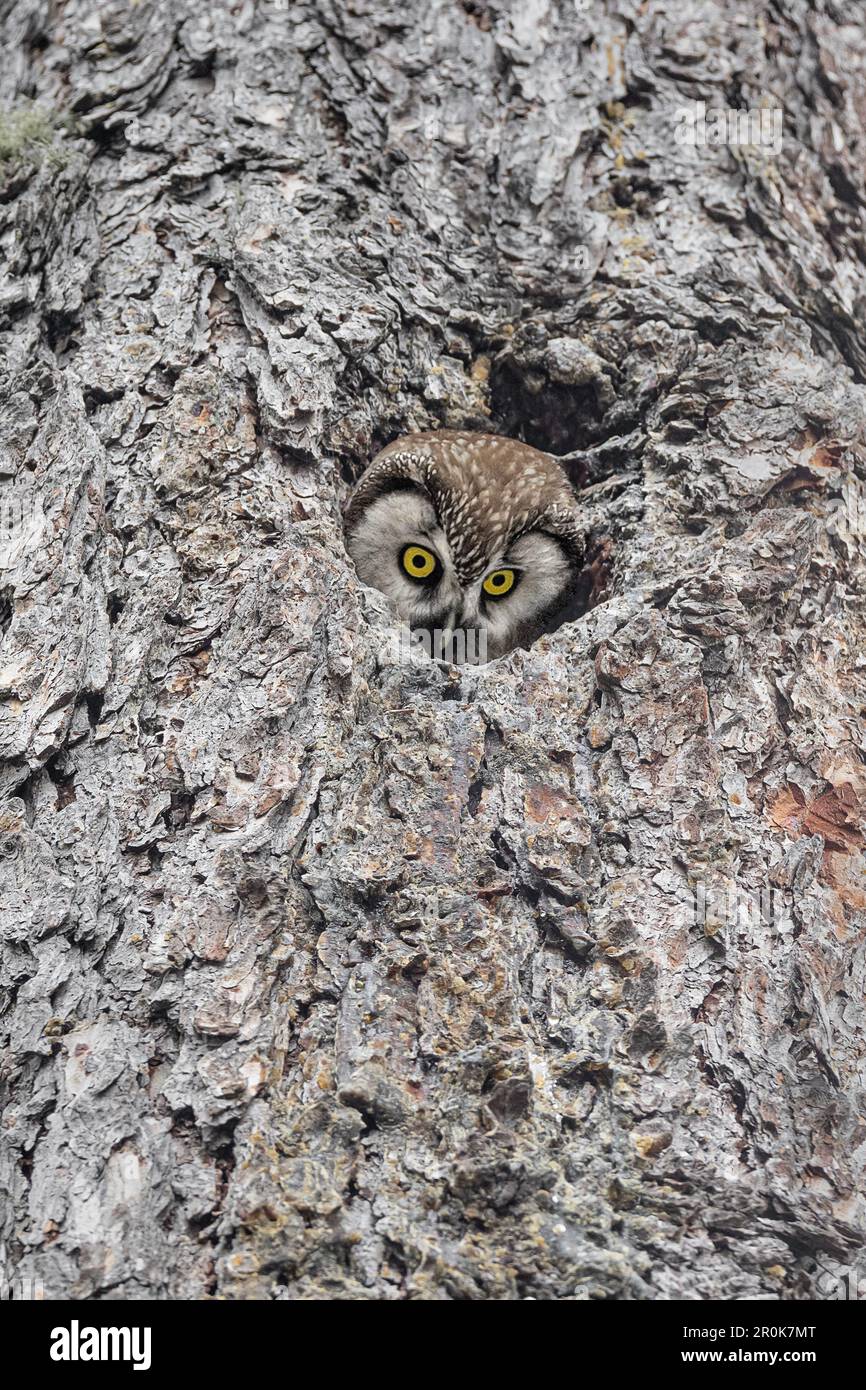 Overlooking the nest, fine art portrait of Boreal owl (Aegolius funereus) Stock Photo