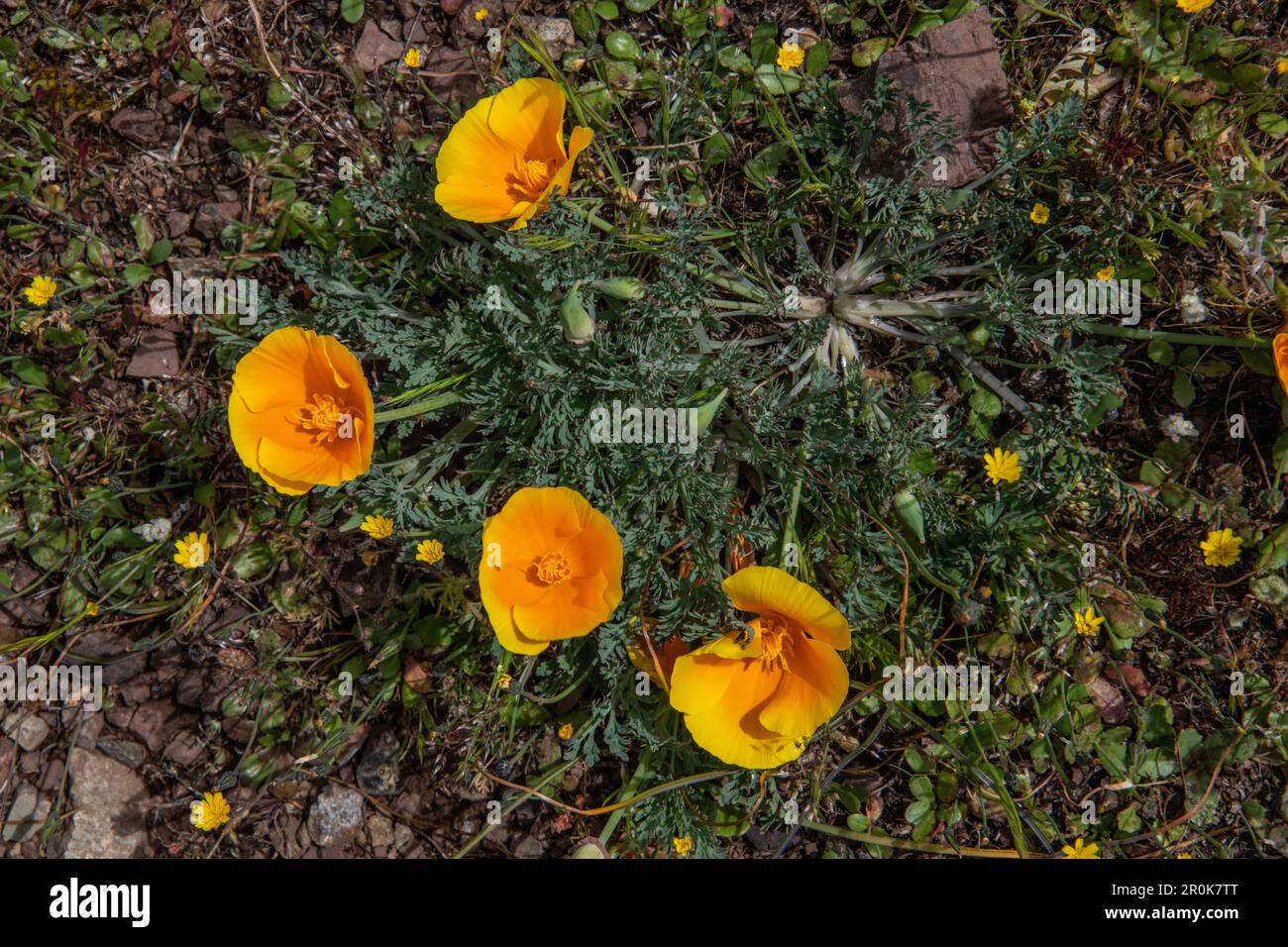 California poppies, Eschscholzia, during the spring super bloom in California, USA. Stock Photo