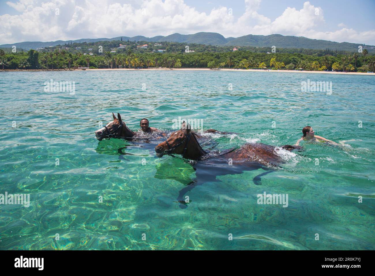Horses swim in Caribbean Sea during Half Moon Resort horseback ride