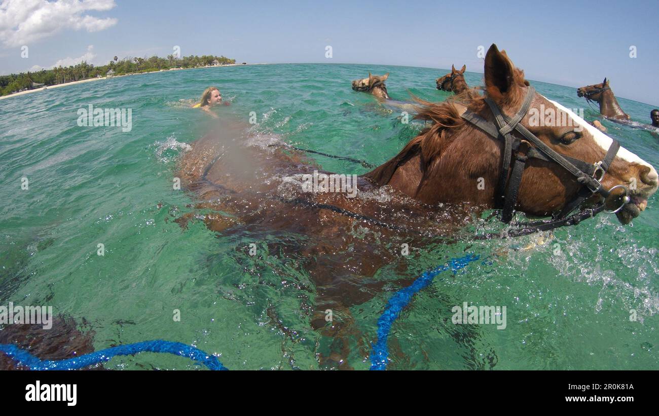 Swimming horses during Half Moon Resort horseback ride excursion along