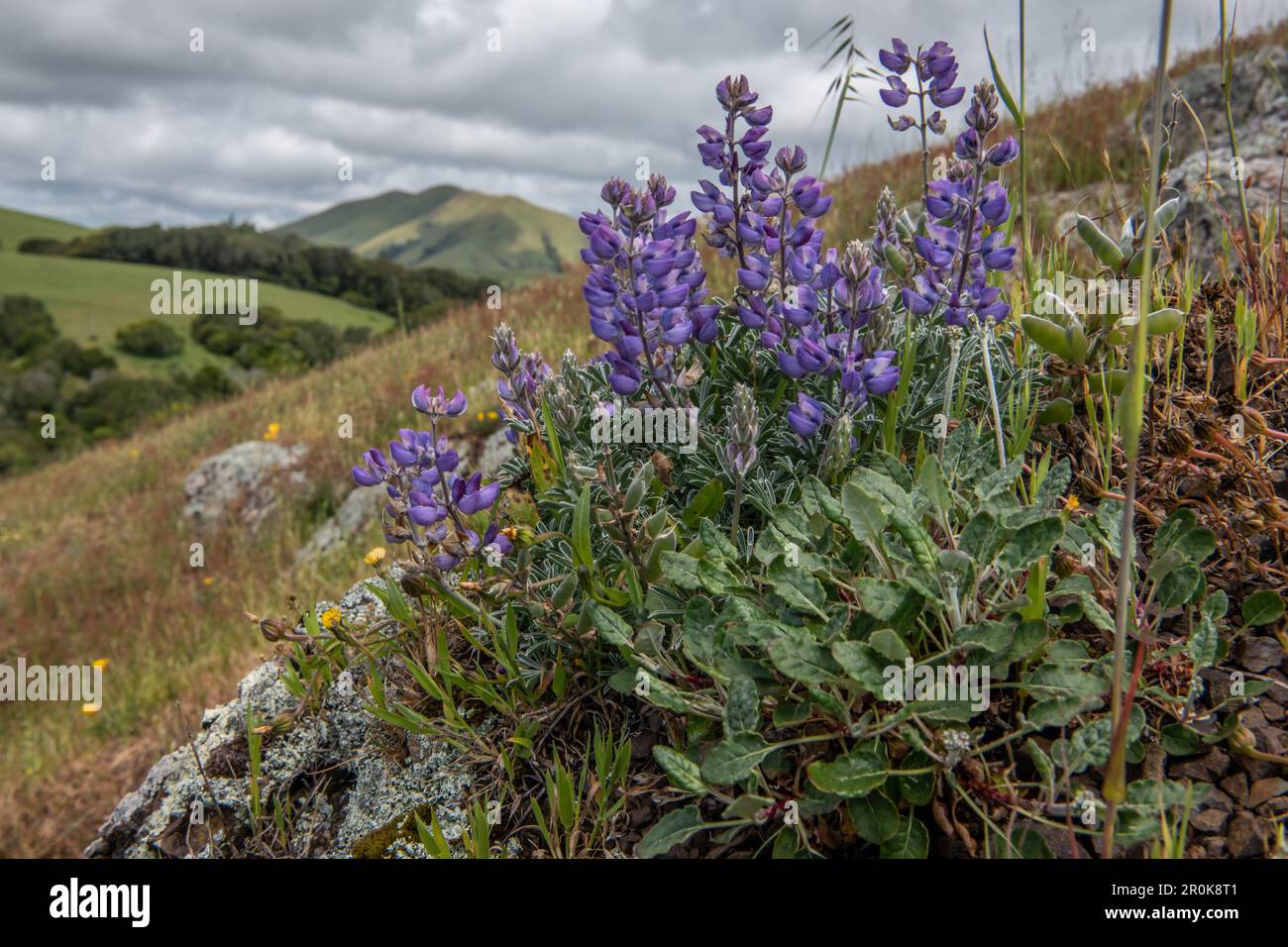 Beautiful wild flowers, Lupinus nanus known as sky or dwarf lupine, blooming on a California hillside in Marin county. Stock Photo
