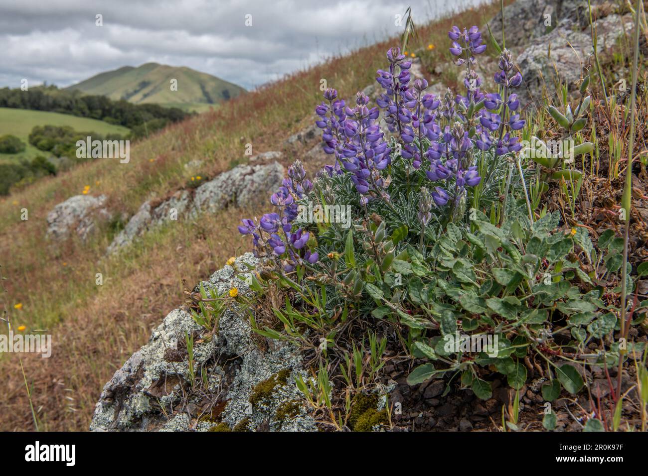 Beautiful wild flowers, Lupinus nanus known as sky or dwarf lupine, blooming on a California hillside in Marin county. Stock Photo