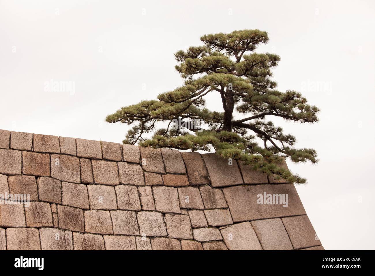 Pine tree sitting on top of wall of former Castle of Edo, Chiyoda-ku ...