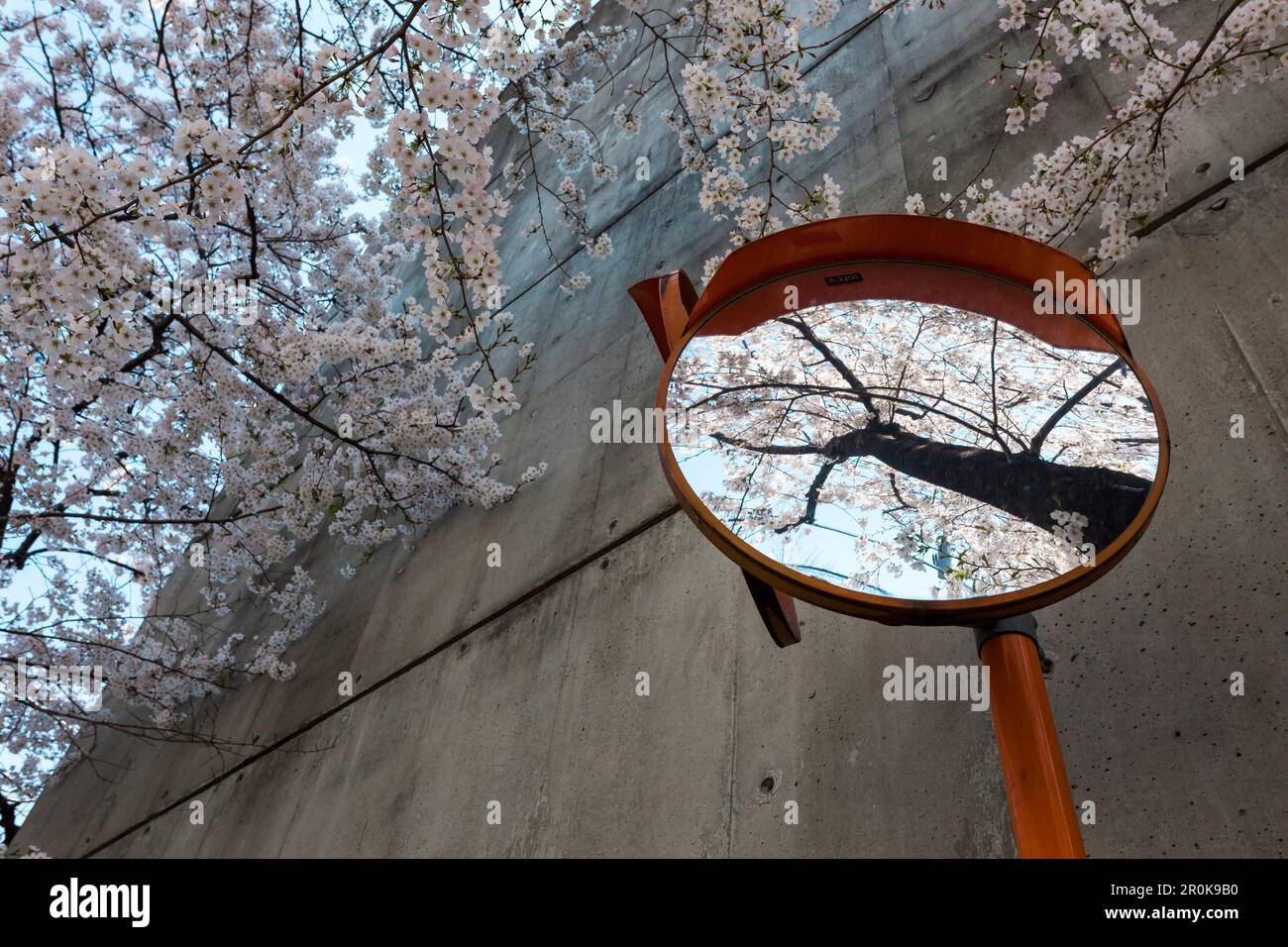 Cherry tree in blossom reflection in traffic mirror at a crossing in Shirokanedai, Minato-ku, Tokyo, Japan Stock Photo