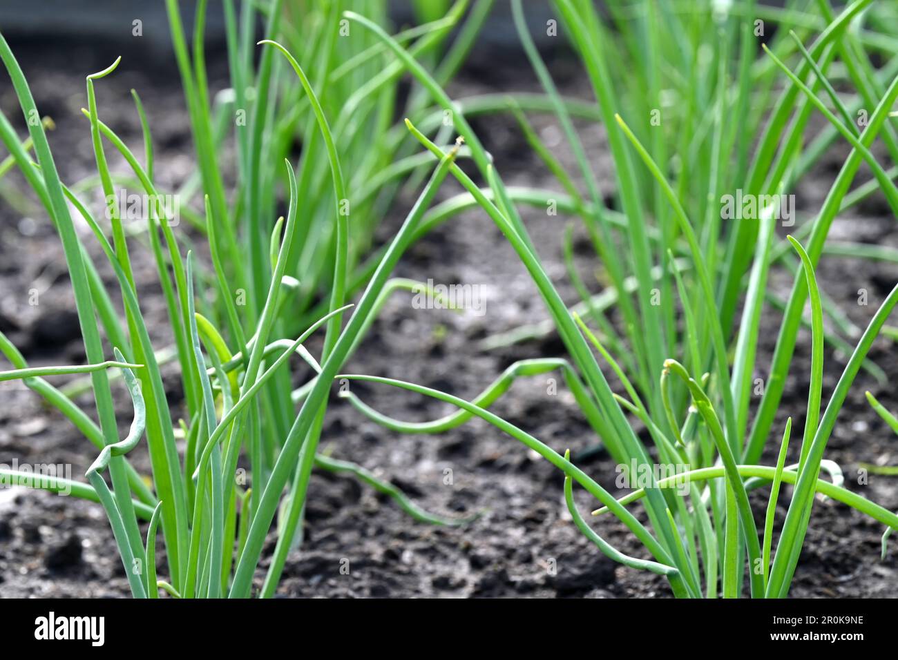 Green onion plants growing in fertile soil in organic vegetable garden ...