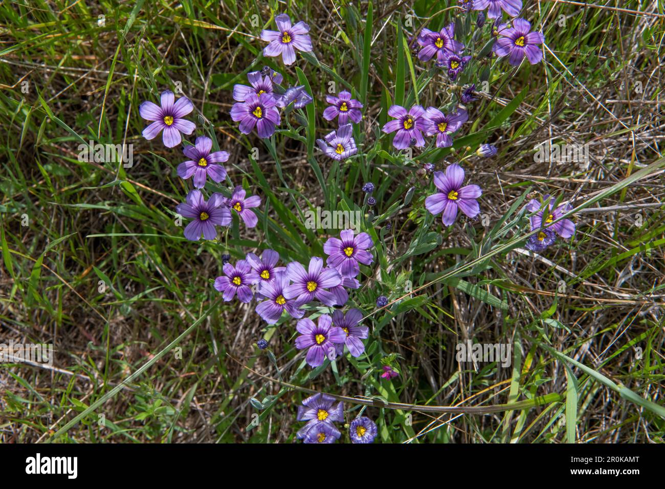 Western Blue-eyed Grass, Sisyrinchium bellum, a flowering plant blooming in Marin county in California. Stock Photo