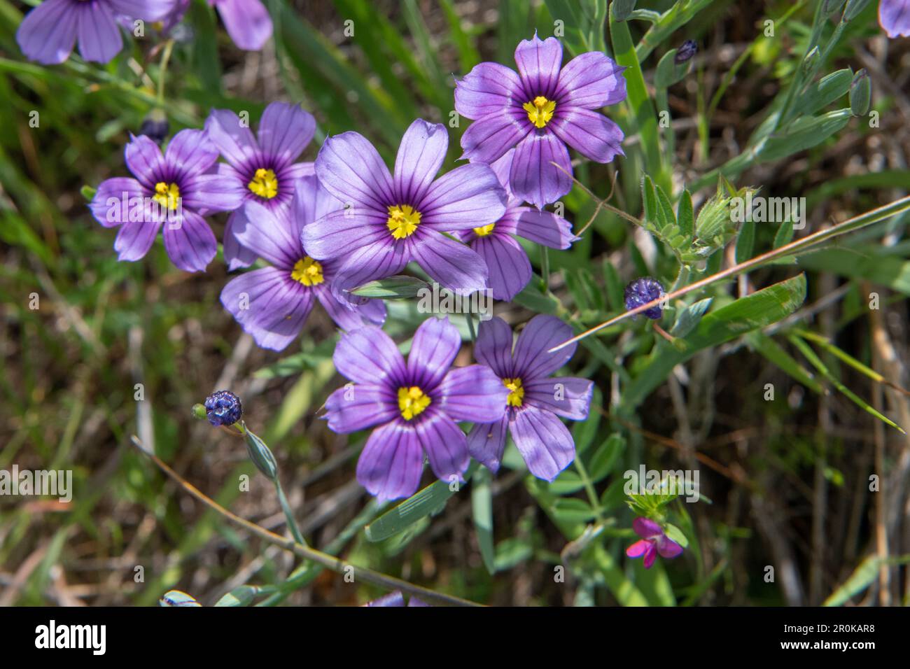 Western Blue-eyed Grass, Sisyrinchium bellum, a flowering plant blooming in Marin county in California. Stock Photo