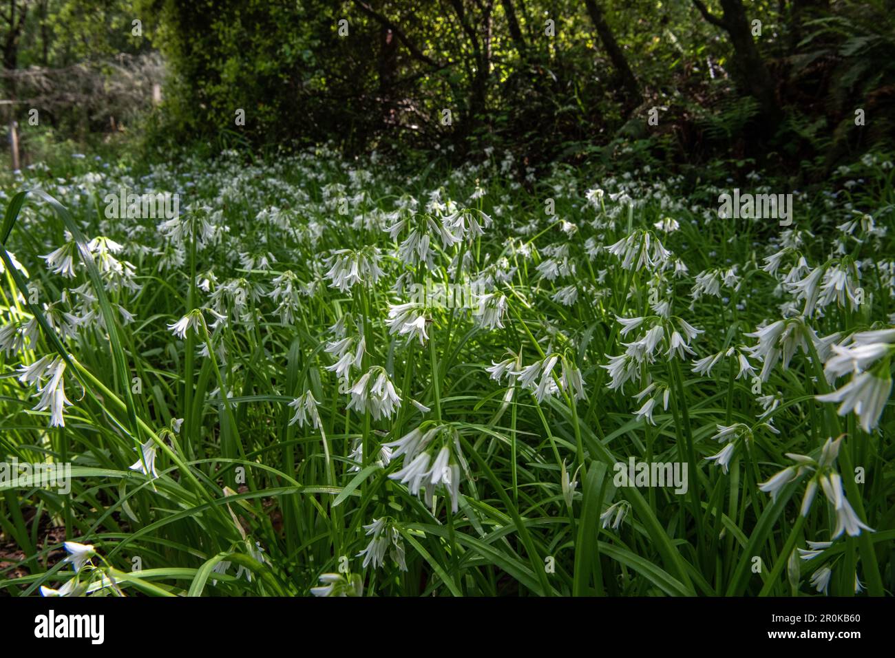 Allium triquetrum, the three cornered leek, onion or garlic is an nonnative plant invasive in California - here a dense grove of white flowers. Stock Photo