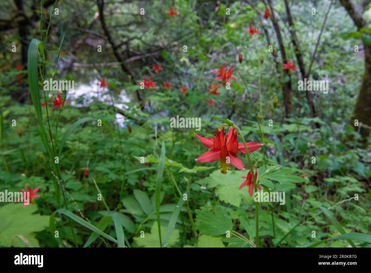 Aquilegia formosa, western columbine flowering in a forest understory in California. Stock Photo