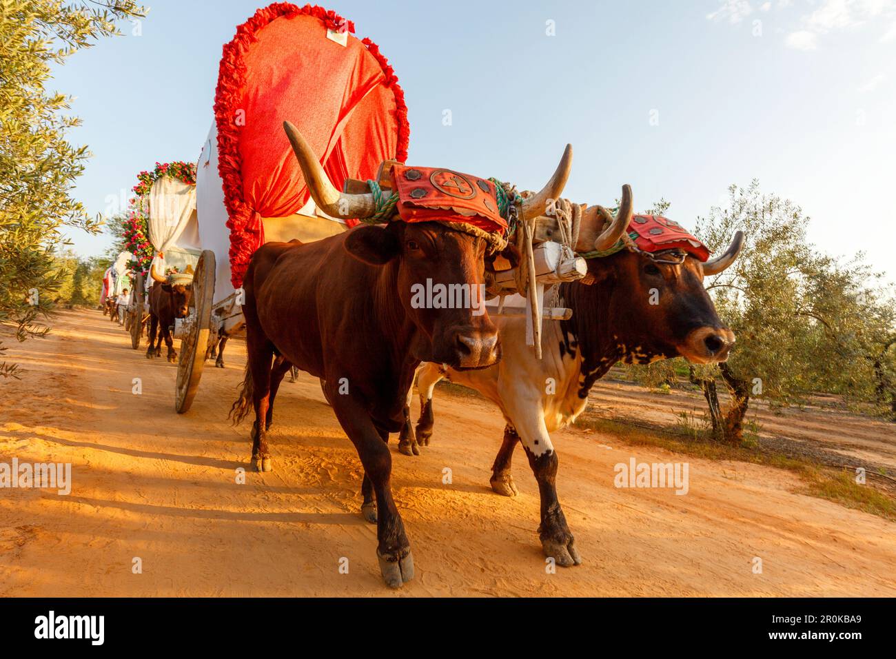 Ox cart caravan hi-res stock photography and images - Alamy