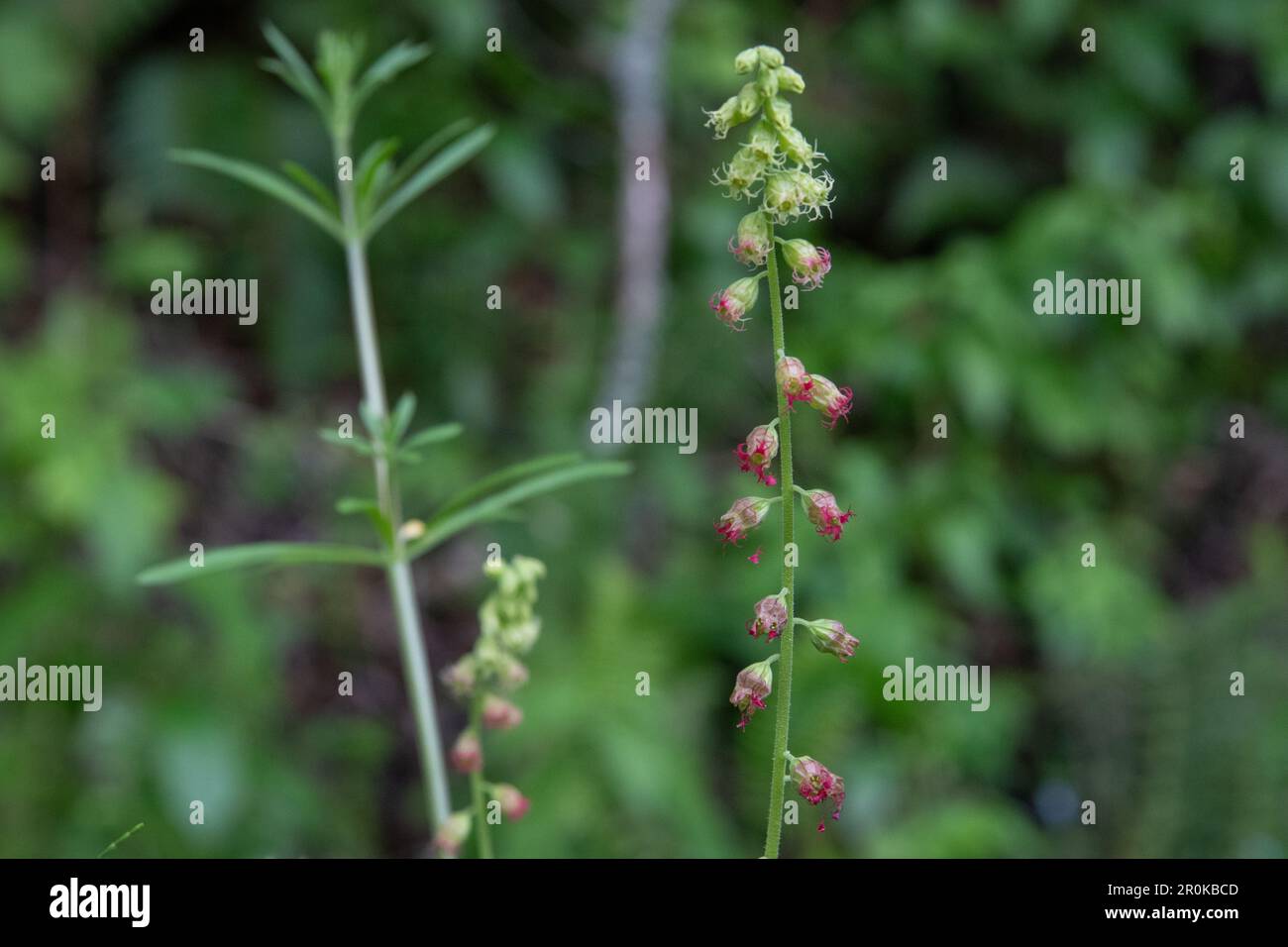 Tellima grandiflora, the bigflower tellima or fringecups growing in California during springtime, Stock Photo