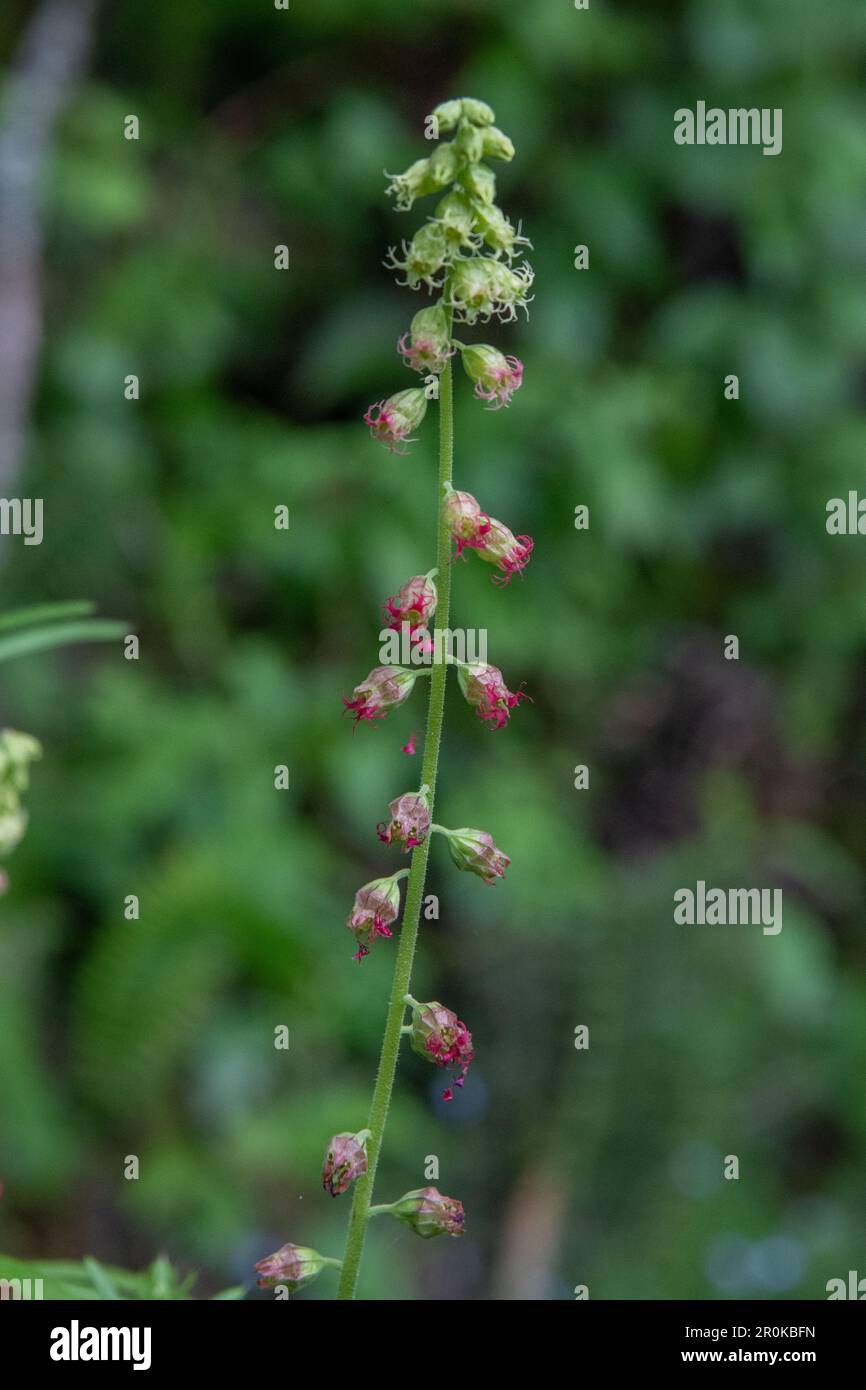 Tellima grandiflora, the bigflower tellima or fringecups growing in California during springtime, Stock Photo