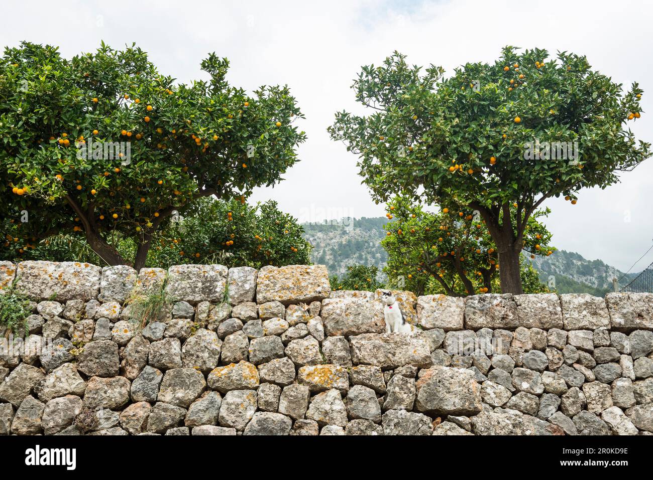citrus plantation, Fornalutx, Serra de Tramuntana, Majorca, Balearic Islands, Spain Stock Photo