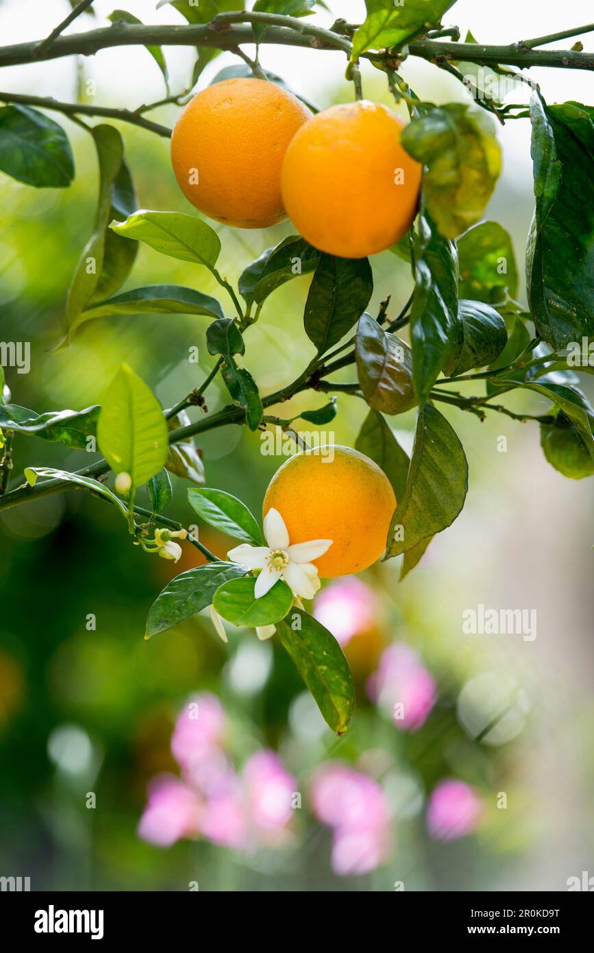 citrus plantation, Fornalutx, Serra de Tramuntana, Majorca, Balearic Islands, Spain Stock Photo