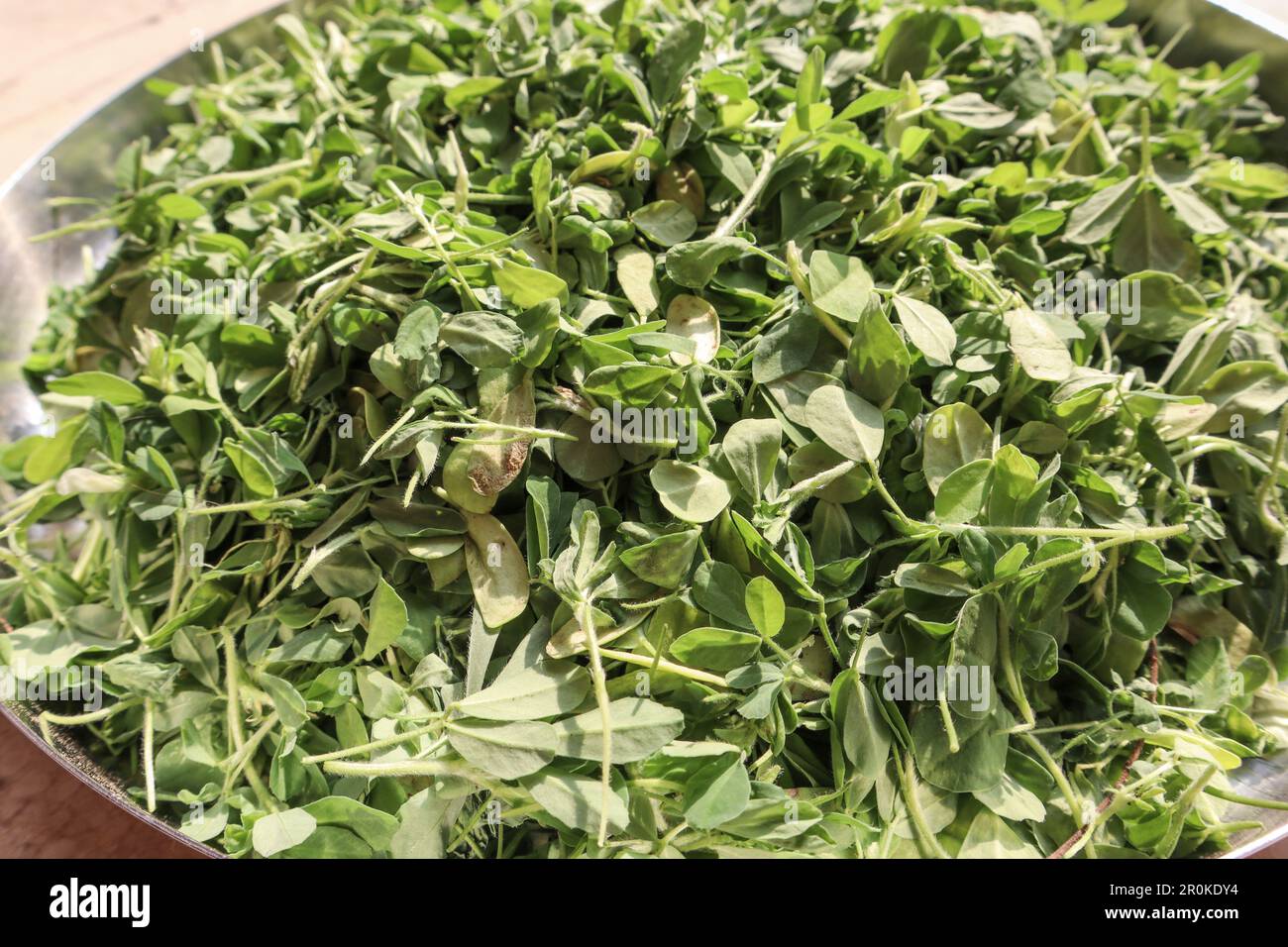 Fenugreek leaves freshly plucked. green leafy vegetable called methi