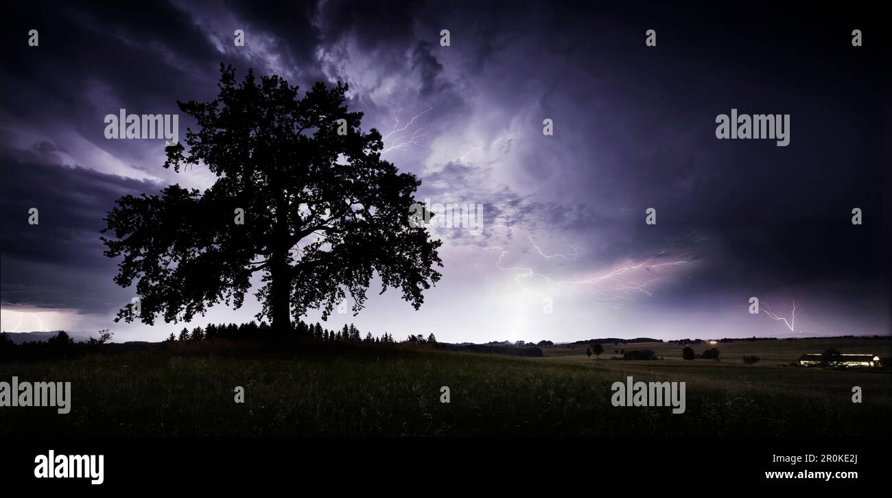 Oaktree on a hill during thunderstorm, Muensing, Upper Bavaria, Germany Stock Photo
