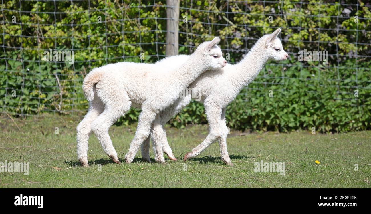 Baby alpacas running in a field, selective focus Stock Photo
