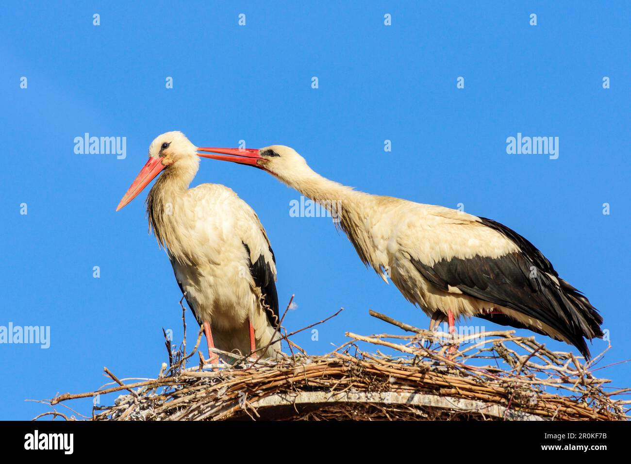 Two white storks sitting on nest and preening each other, Ciconia ciconia, Rust, lake Neusiedl, National Park lake Neusiedl, UNESCO World Heritage Sit Stock Photo