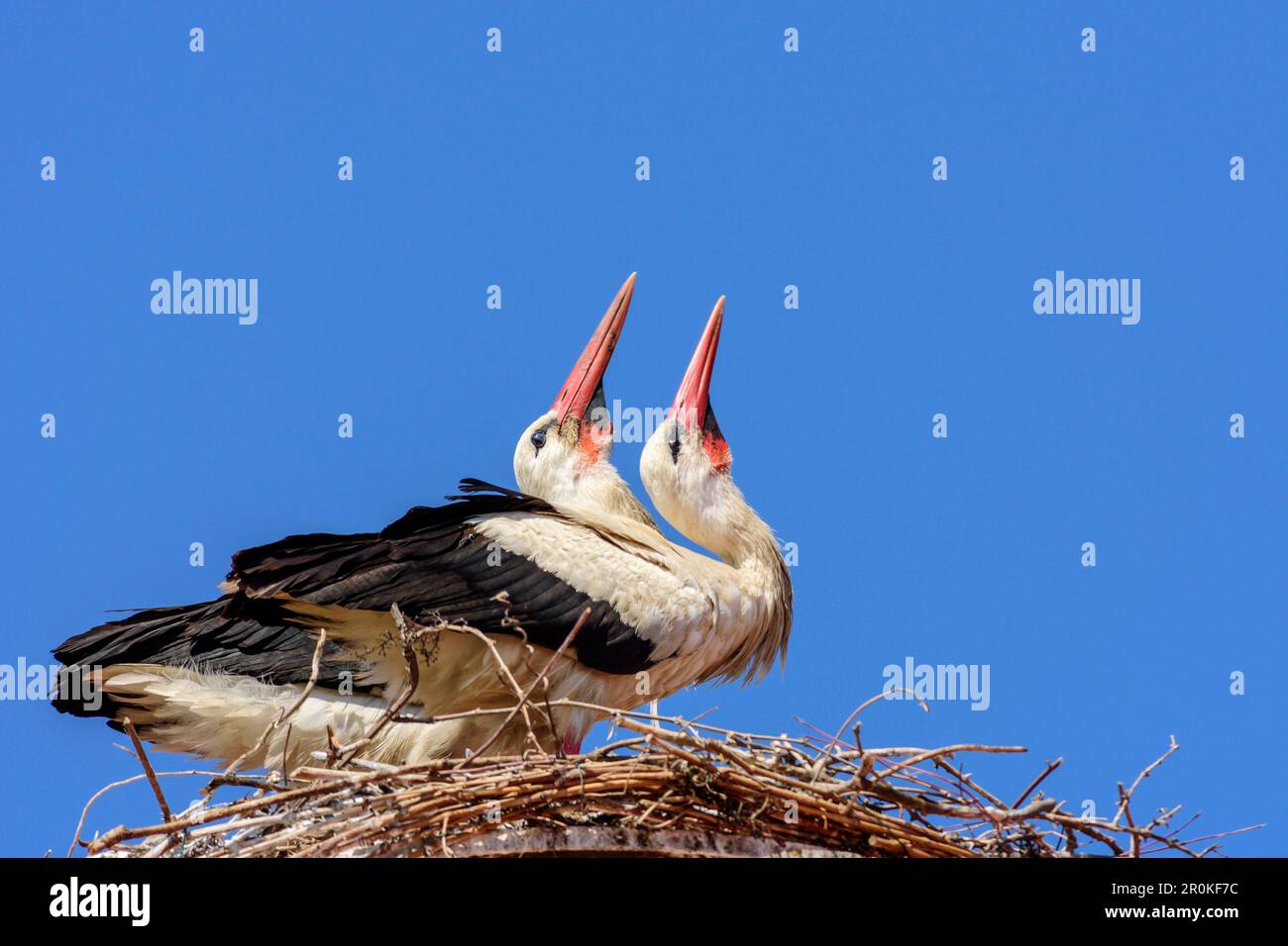 Two white storks sitting on nest and greeting each other, Ciconia ciconia, Rust, lake Neusiedl, National Park lake Neusiedl, UNESCO World Heritage Sit Stock Photo