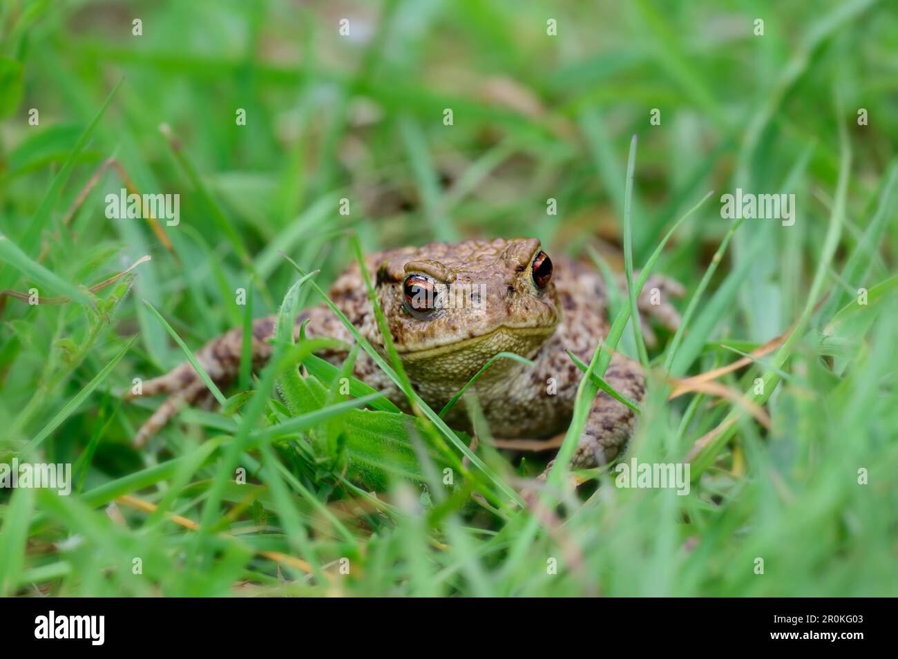 Common Toad Bufo bufo peering through the grasses in North Norfolk, UK Stock Photo