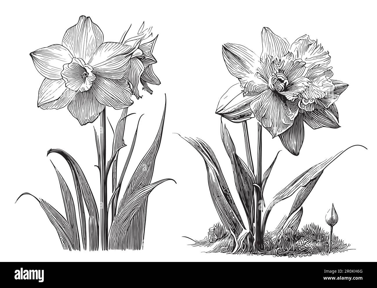 Daffodils flowers set sketch hand drawn in doodle style Stock Vector ...