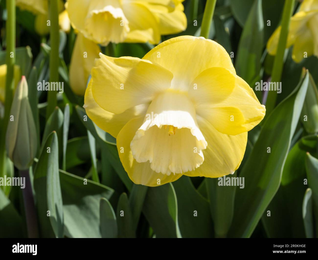 Daffodil Narcissus 'Avalon' Stock Photo