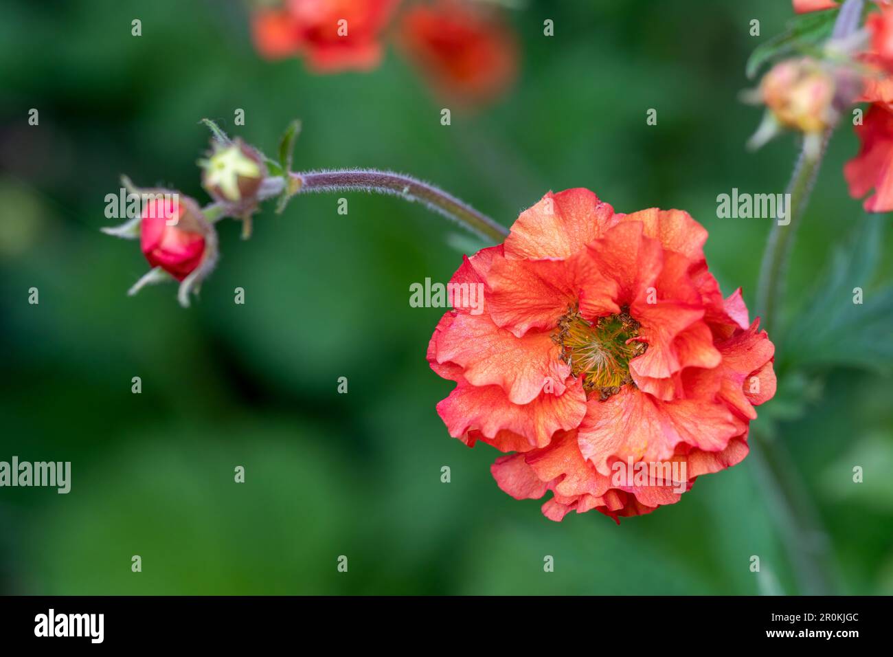 Beautiful red flower blurred hi-res stock photography and images - Alamy