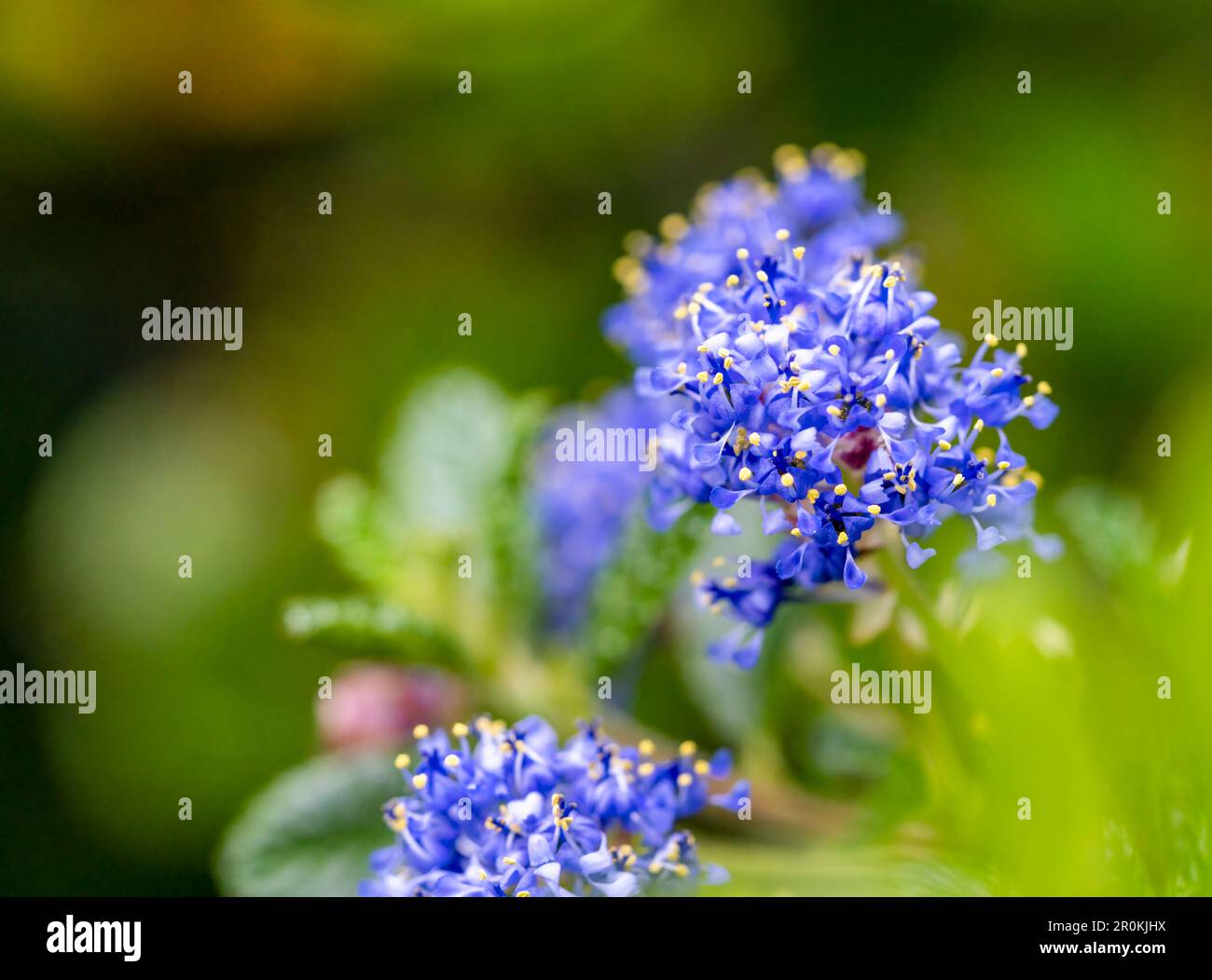 A blue Ceanothus flower photographed against a soft green background Stock Photo